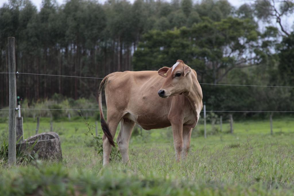 Hospedagem Fazenda Nova América Brotas Exterior foto